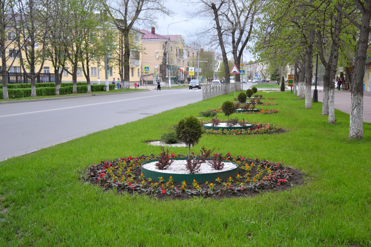 Роса невинномысск. Озеленение клумб в городе. Клумбы на улице. Озеленение города.