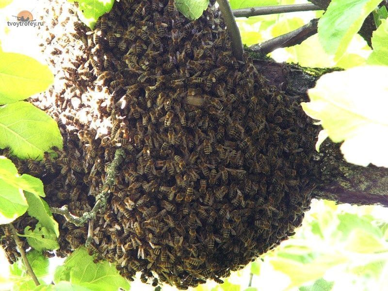 Роевые пчелы. Пчелиный Рой. Роение пчел. Пчелиный Рой фото. Пчелиный Рой для детей.