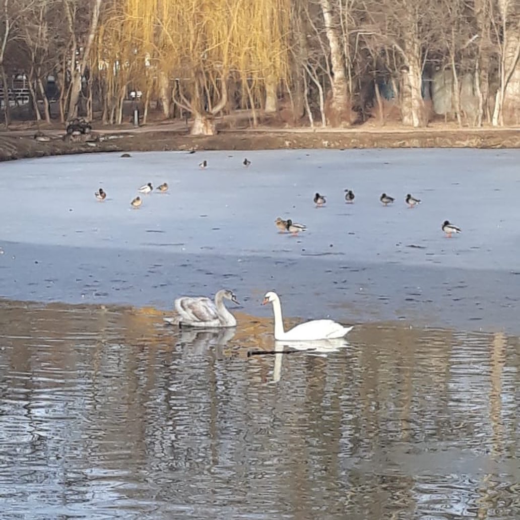 парк шерстяник невинномысск